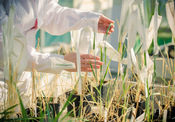 Scientist taking a look at UK lab-grown wheat and crops in the sun
